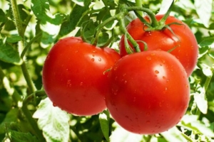 Cà chua là trái cây hay rau, hãy đọc câu trả lời trong bài viết nhé