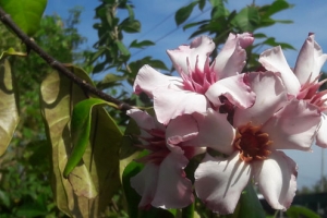 Cây mỵ ê : Một loài hoa cảnh đẹp, một vị thuốc trợ tim và câu chuyện về nàng vương phi trinh liệt