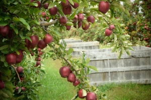 Gần 300 năm lịch sử của một vườn táo đẹp hút mắt