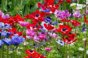Hoa cỏ chân ngỗng: Loài hoa mang Niềm tin và Hy vọng về tình yêu