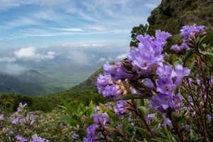 Hoa Neelakurinji: Loài hoa 12 năm mới nở 1 lần