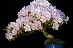 Nhật Bản: Quê hương của những cây Bonsai đẹp nhất thế giới