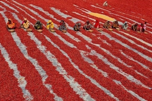 Sắc đỏ từ những trái ớt chín đang vào mùa thu hoạch ở Bangladesh