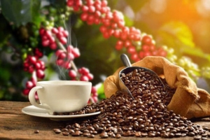 Vị đắng hạt Cafe làm nên ly cafe sáng gây nghiện hàng triệu người trên khắp thế giới