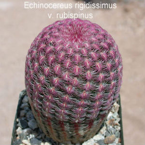 xuong-rong-canh-Echinocereus