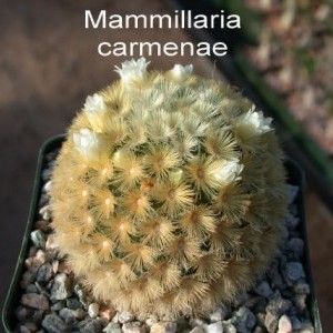 xuong-rong-canh-Mammillaria