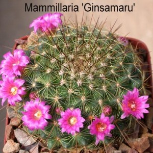xuong-rong-canh-Mammillaria