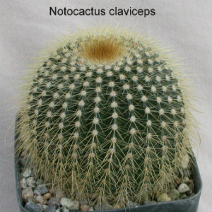 xuong-rong-canh-Notocactus