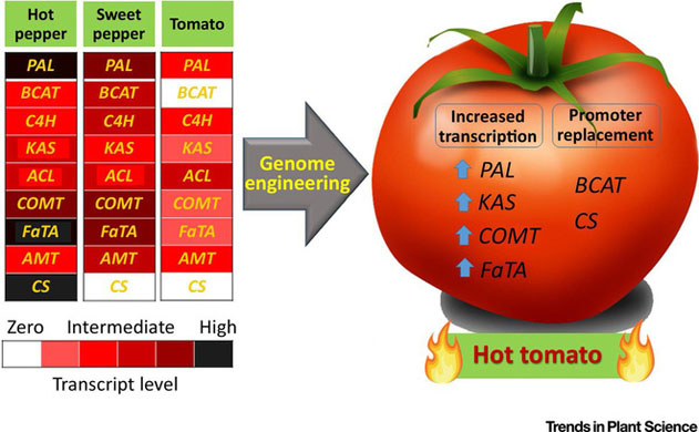 cà chua đổi gen có vị cay
