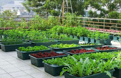 trồng rau nhà phố