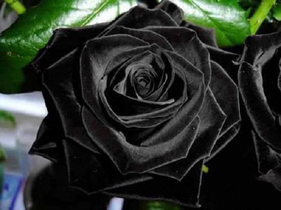 hoa hồng đen