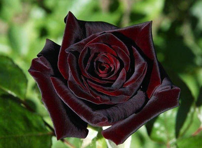 hoa hồng Bacarra