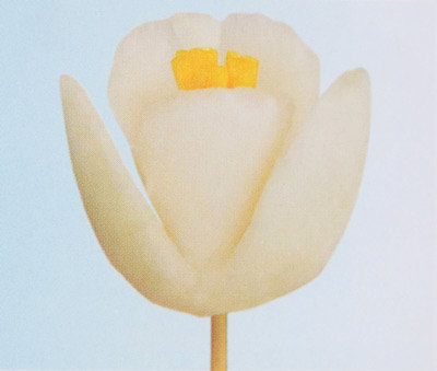 tia-hoa-tulip