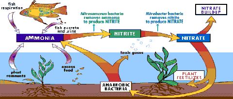 nitrate-trong-rau-cu-qua