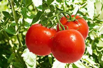 cà chua kết hợp trong canh thuốc