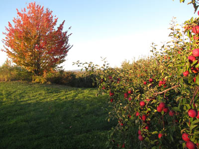 vườn táo gần 300 tuổi