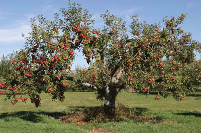 vườn táo gần 300 tuổi