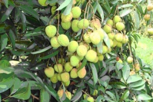 10 giống cây ăn trái tiêu biểu :Giống Vải sớm Yên Hưng