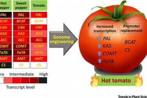 Các nhà khoa học nói gì khi muốn chỉnh gen trái cà chua có vị cay