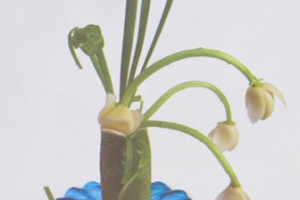 Cắt tỉa rau củ quả: Tỉa hoa bạch ngọc lan