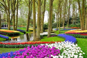 Có một thiên đường hoa ở Hà Lan