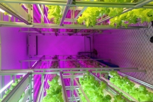 FARMBOX Factory: Hệ thống trồng rau thuỷ canh tự động hoàn toàn trong nhà