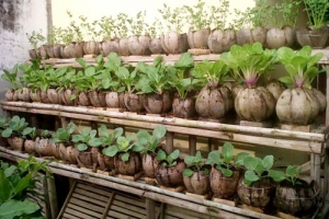 Góc chia sẽ: Kết vỏ dừa trồng rau, hoa kiểng