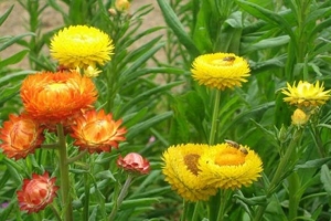 Hoa cúc: Loài hoa đơn giản và biết bao gần gũi