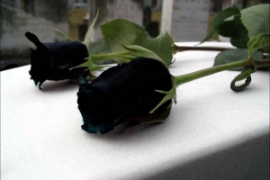 Hoa hồng đen: Liệu bạn có tin là mọc hoàn toàn tư nhiên