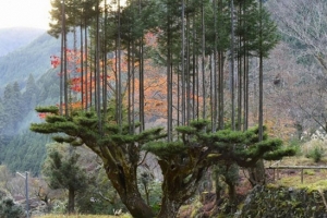Kỹ thuật trồng cây cổ xưa Daisugi giúp tạo ra nhiều cây thẳng đứng và không có nhánh