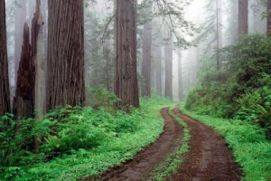 Tắm rừng: Liệu pháp thiên nhiên giúp tăng cường sức khoẻ 