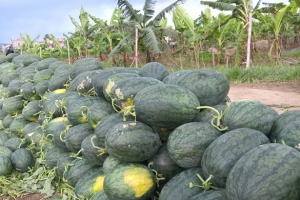 Thách thức trong xuất khẩu rau quả: Truy xuất nguồn gốc nông sản
