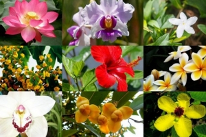 Vẻ đẹp và ý nghĩa Quốc hoa của các nước ASEAN